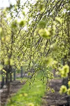  - Ulmus glabra 'Pendula'