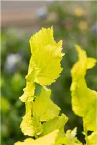  - Ulmus x hollandica 'Wredei'