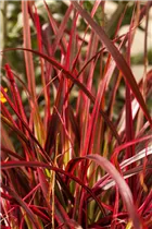  - Uncinia rubra 'Everflame'