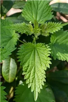 - Urtica dioica
