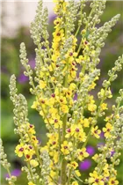  - Verbascum nigrum