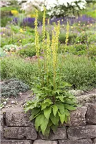  - Verbascum nigrum