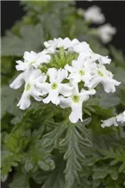  - Verbena 'Vepita White'
