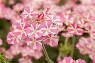  - Verbena 'Voodoo Pink Star'