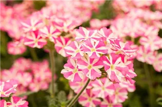  - Verbena 'Voodoo Pink Star'