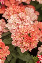  - Verbena 'Voodoo Pink Star'