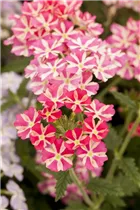  - Verbena 'Voodoo Pink Star'