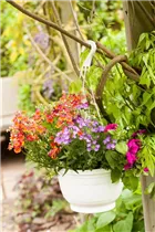 - Verbena aufrecht  - Verbena aufrecht