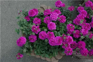 - Verbena aufrecht  - Verbena aufrecht