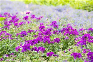 - Verbena aufrecht  - Verbena aufrecht