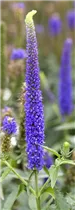 - Veronica longifolia  - Veronica longifolia