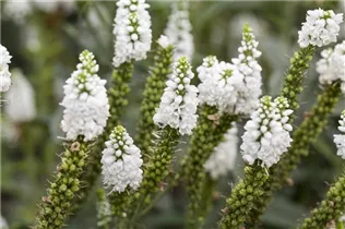 - Veronica longifolia  - Veronica longifolia