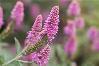 - Veronica longifolia  - Veronica longifolia