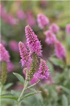- Veronica longifolia  - Veronica longifolia