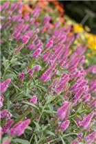 - Veronica longifolia  - Veronica longifolia