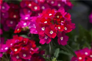  - Verbena 'Blues'®