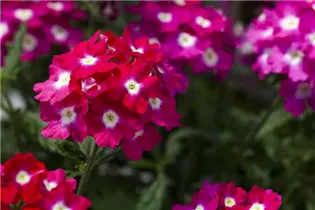  - Verbena 'Blues'®