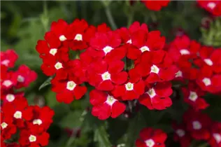  - Verbena 'Blues'®
