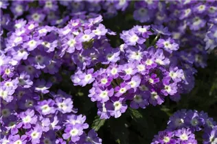  - Verbena 'Blues'®