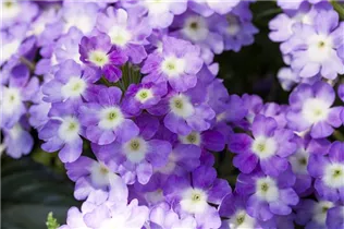  - Verbena 'Blues'®