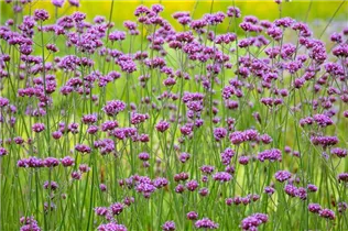- Verbena bonariensis  - Verbena bonariensis