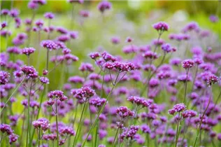 - Verbena bonariensis  - Verbena bonariensis