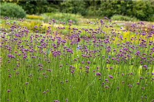 - Verbena bonariensis  - Verbena bonariensis