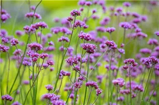 - Verbena bonariensis  - Verbena bonariensis