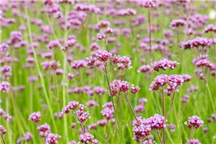 - Verbena bonariensis  - Verbena bonariensis