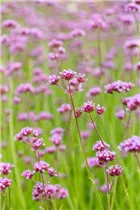 - Verbena bonariensis  - Verbena bonariensis