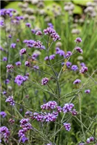 - Verbena bonariensis 'Lollipop'  - Verbena bonariensis 'Lollipop'