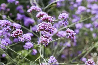 - Verbena bonariensis 'Lollipop'  - Verbena bonariensis 'Lollipop'