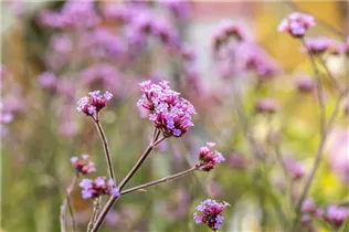 - Verbena bonariensis 'Lollipop'  - Verbena bonariensis 'Lollipop'