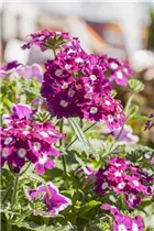  - Verbena 'Empress'