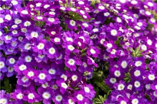  - Verbena 'Empress'
