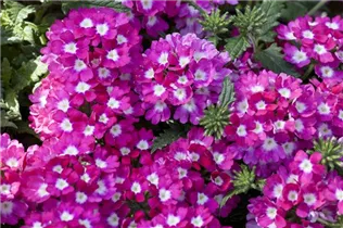  - Verbena 'Empress'