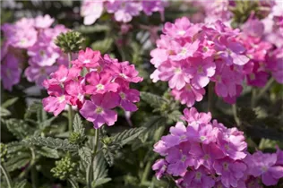  - Verbena 'Empress'