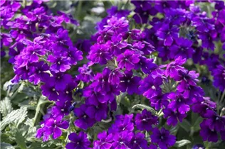  - Verbena 'Empress'