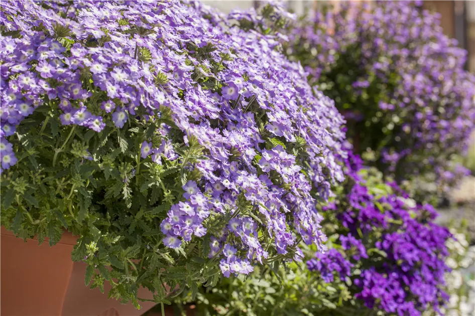 Verbena hngend