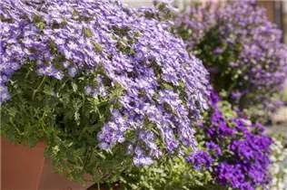 - Verbena hängend  - Verbena hängend