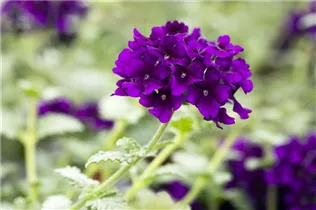  - Verbena 'Lascar'®