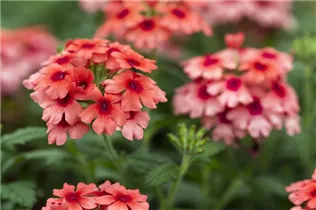  - Verbena 'Lascar'®
