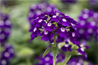  - Verbena 'Lascar'®