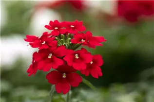  - Verbena 'Lascar'®