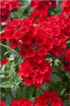  - Verbena 'Lascar'®