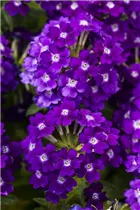  - Verbena 'Lascar'®