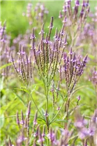  - Verbena officinalis