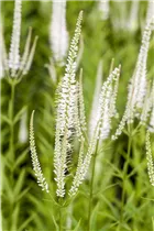  - Veronicastrum virginicum 'Album'