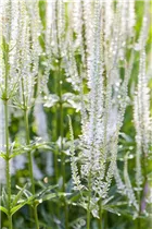  - Veronicastrum virginicum 'Album'