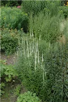  - Veronicastrum virginicum 'Album'